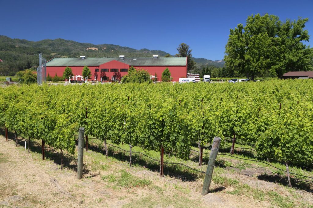 Winery Day Tours vineyard view | Adelaide Hills wine tasting tour | Barossa Valley wine and food experience | McLaren Vale coastal vineyard | Yarra Valley winery day trip | Mornington Peninsula vineyard lunch | Small group wine tasting tour | Luxury winery tour experience | Couples enjoying wine at vineyard | Corporate winery event tour