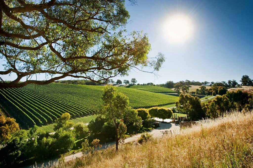 Winery Day Tours vineyard view | Adelaide Hills wine tasting tour | Barossa Valley wine and food experience | McLaren Vale coastal vineyard | Yarra Valley winery day trip | Mornington Peninsula vineyard lunch | Small group wine tasting tour | Luxury winery tour experience | Couples enjoying wine at vineyard | Corporate winery event tour