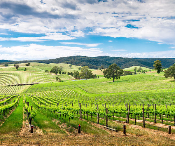 Winery Day Tours vineyard view | Adelaide Hills wine tasting tour | Barossa Valley wine and food experience | McLaren Vale coastal vineyard | Yarra Valley winery day trip | Mornington Peninsula vineyard lunch | Small group wine tasting tour | Luxury winery tour experience | Couples enjoying wine at vineyard | Corporate winery event tour